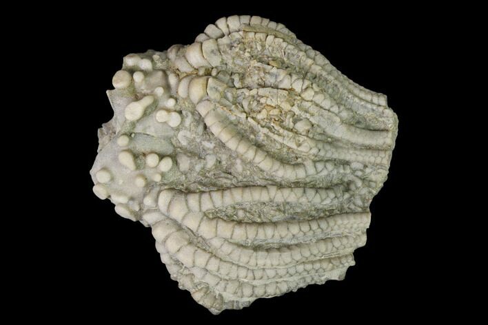 Crinoid (Platycrinites) Fossil - Crawfordsville, Indiana #155912